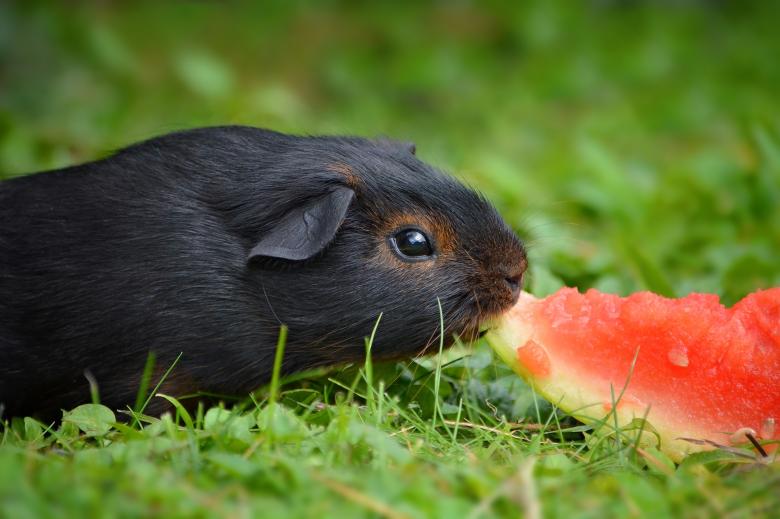 Free stock image of Guinea eating watermelon created by Pixabay