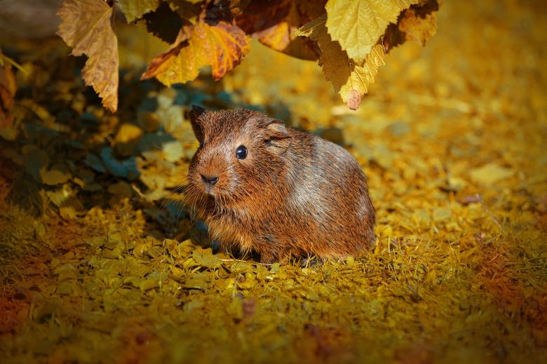 Free stock image of Brown Guinea created by Pixabay