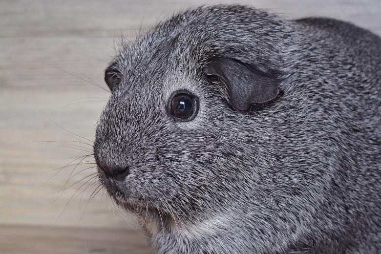 Free stock image of Guinea created by Pixabay