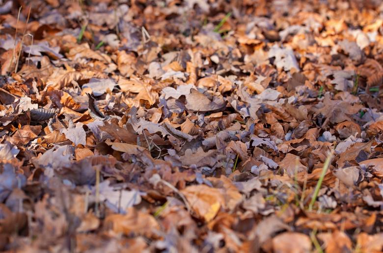 Free stock image of Fallen Leaves created by Pixabay