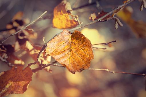 Dry Leaves - Free Stock Photo