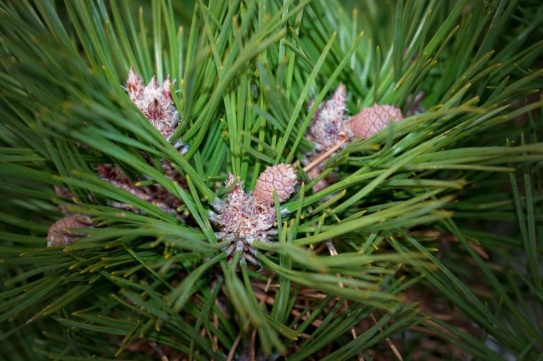Free stock image of Pine created by Pixabay