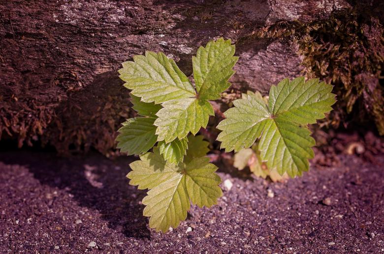 Free stock image of Strawberry  created by Pixabay