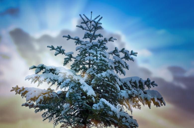 Free stock image of Frozen created by Pixabay