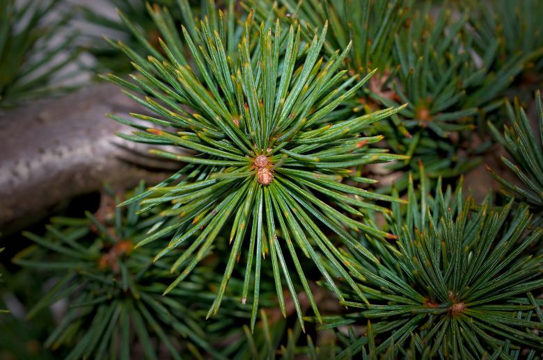 Free stock image of Pine created by Pixabay