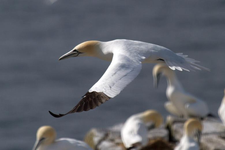 Free stock image of Gannet created by Geoffrey Whiteway