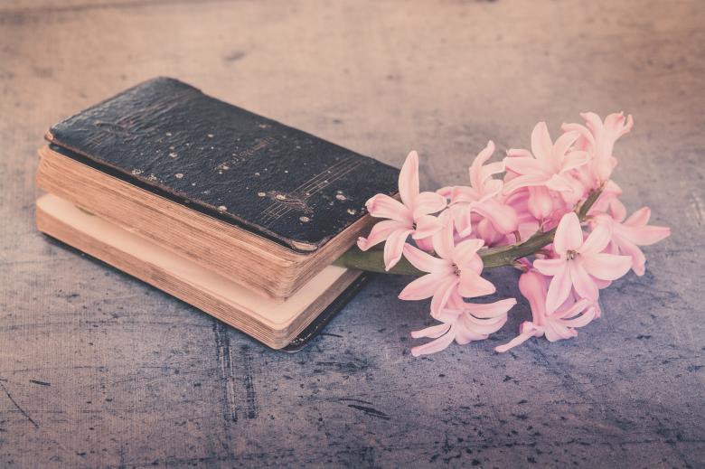 Free stock image of Pink Flowers created by Pixabay
