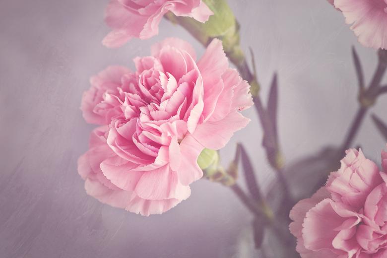 Free stock image of Fresh created by Pixabay
