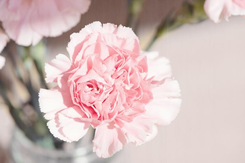 Free stock image of Pink Flowers created by Pixabay
