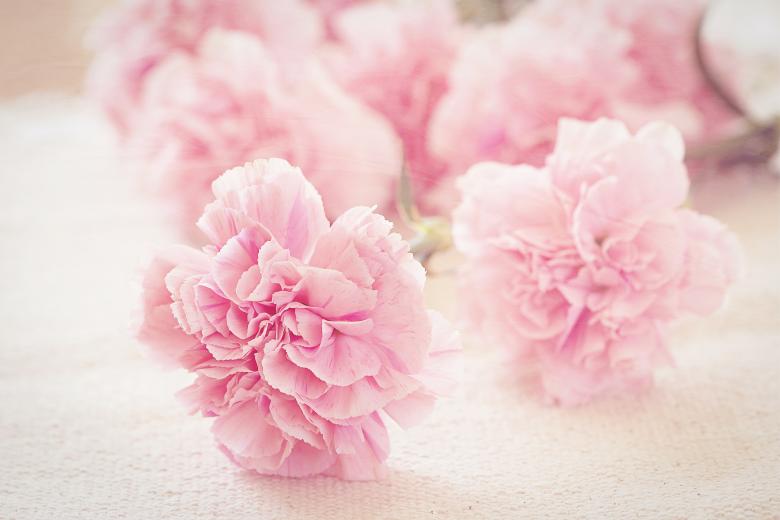 Free stock image of Blooming created by Pixabay