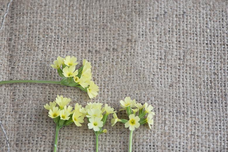 Free stock image of Cowslip created by Pixabay