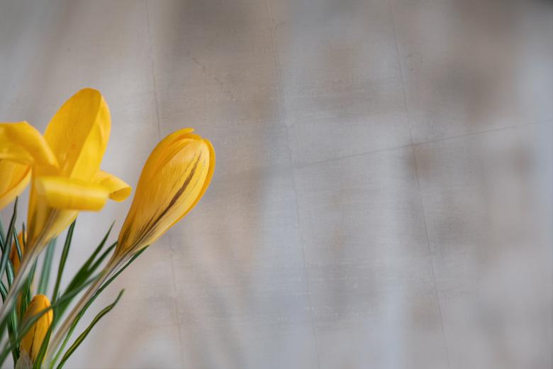 Free stock image of Crocus created by Pixabay