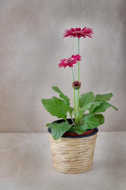 Free stock image of Pot created by Pixabay