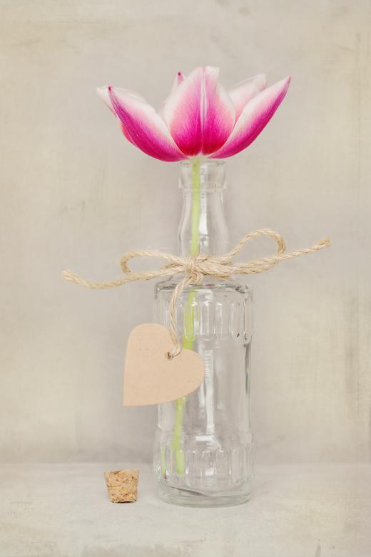 Free stock image of Pink Flower created by Pixabay