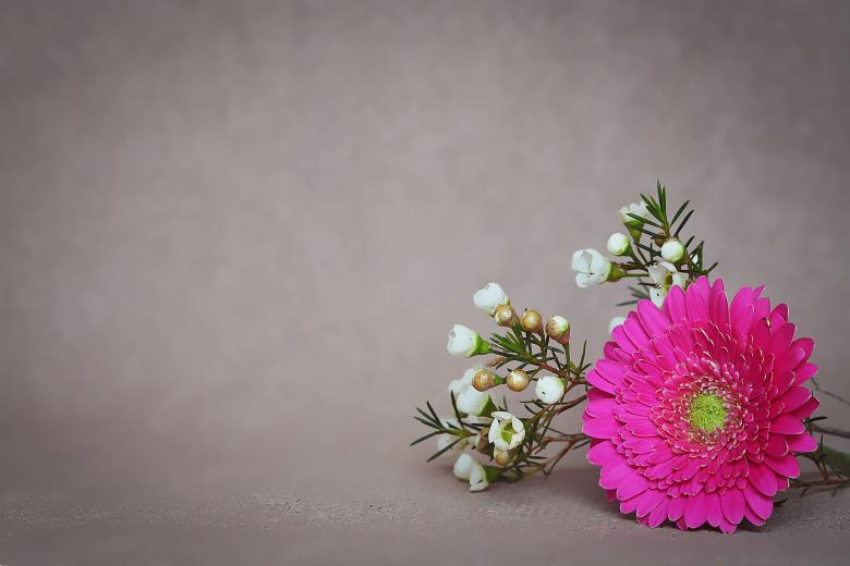 Free stock image of Gerbera created by Pixabay