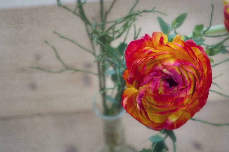 Free stock image of Flower created by Pixabay