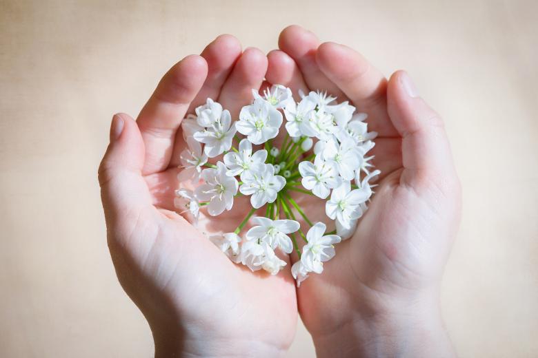 Free stock image of Blooming created by Pixabay
