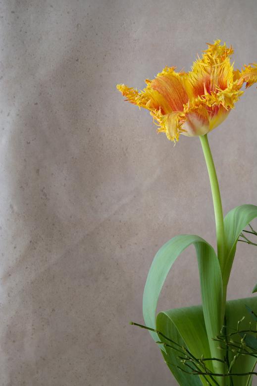 Free stock image of Blooming created by Pixabay