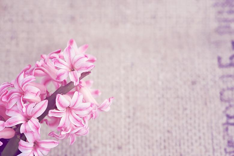 Free stock image of Nature created by Pixabay