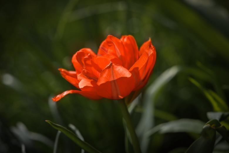 Free stock image of Red Flower created by Pixabay
