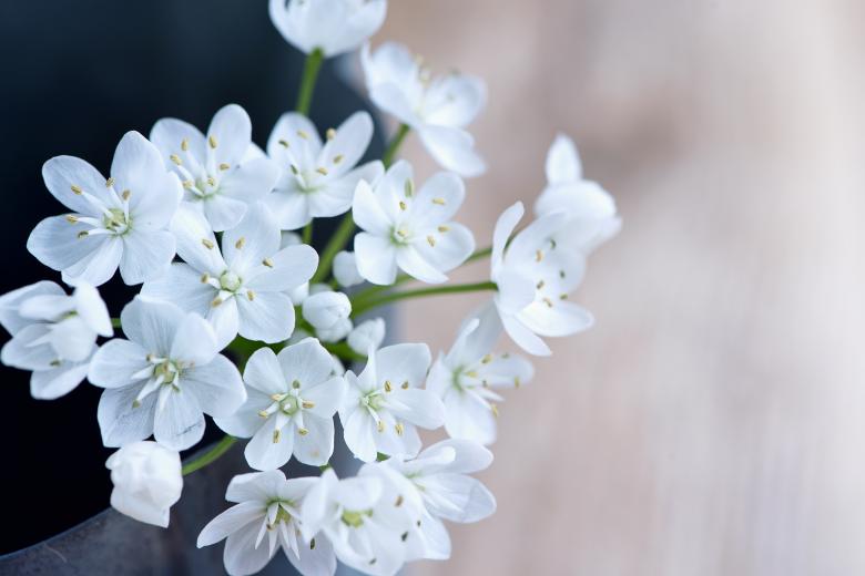 Free stock image of Fresh Flowers created by Pixabay