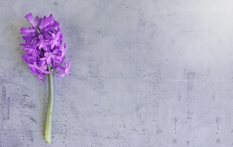 Free stock image of Fresh created by Pixabay