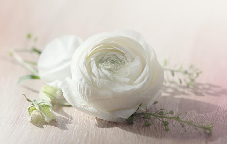 Free stock image of White Flower created by Pixabay