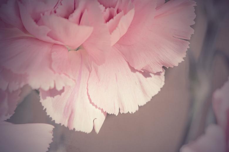 Free stock image of Pink Flowers created by Pixabay