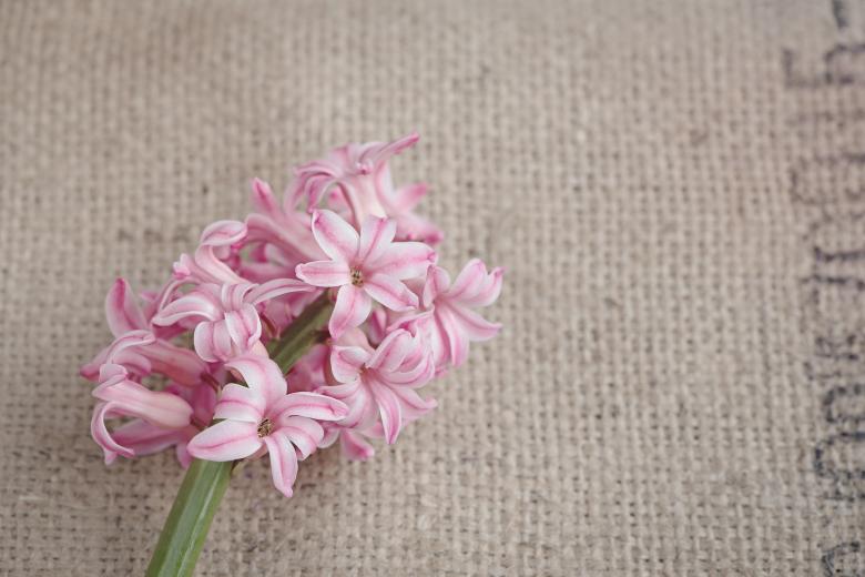 Free stock image of Fresh created by Pixabay