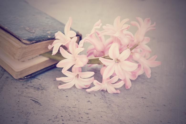 Free stock image of Pink Flowers created by Pixabay