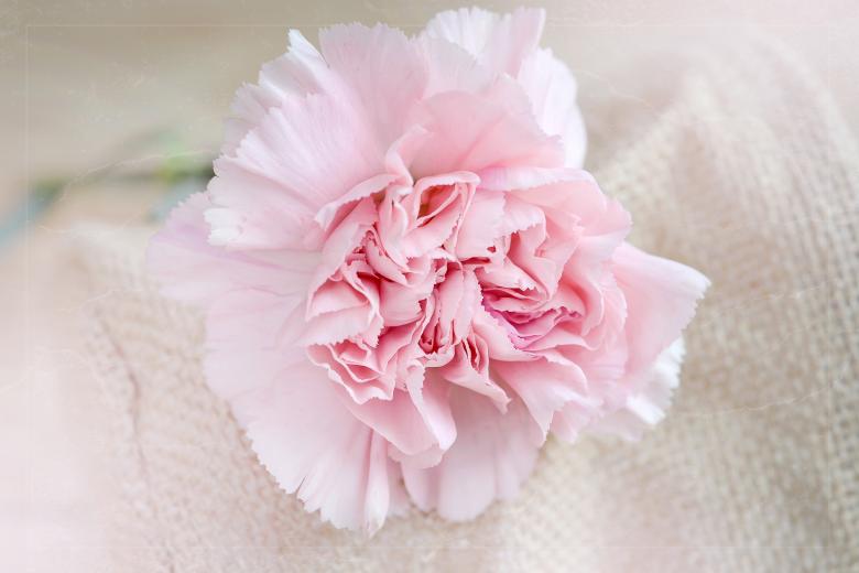 Free stock image of Blooming created by Pixabay