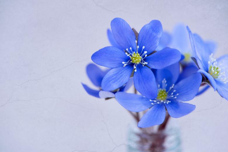 Free stock image of Blue Flowers created by Pixabay