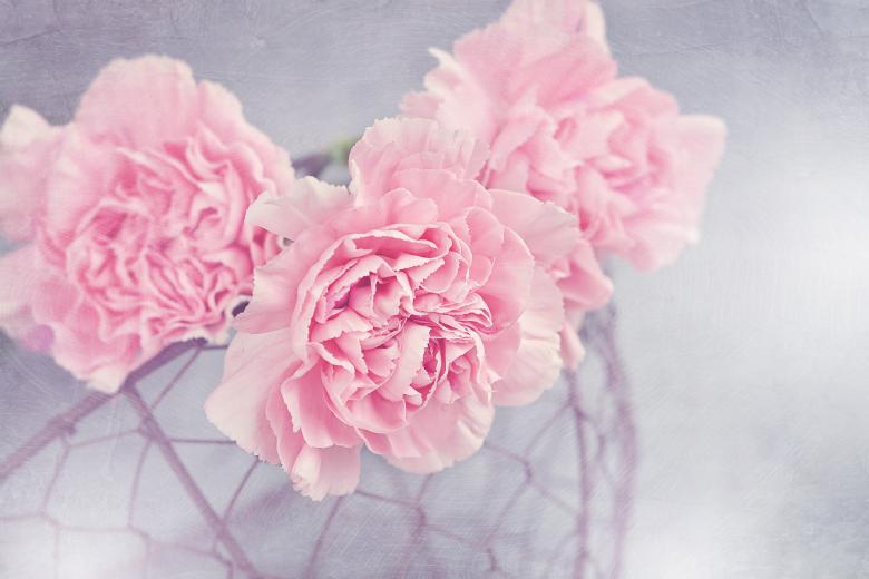 Free stock image of Flowers created by Pixabay