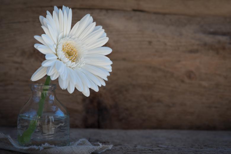 Free stock image of White Flower created by Pixabay