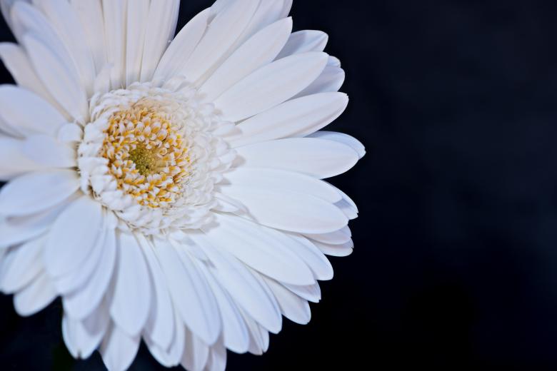 Free stock image of Gerbera created by Pixabay