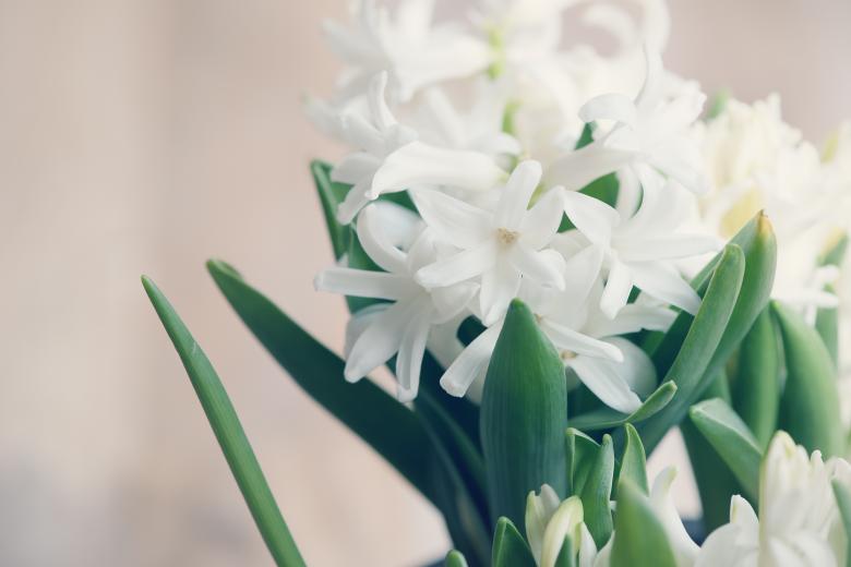 Free stock image of White Hyacinth created by Pixabay