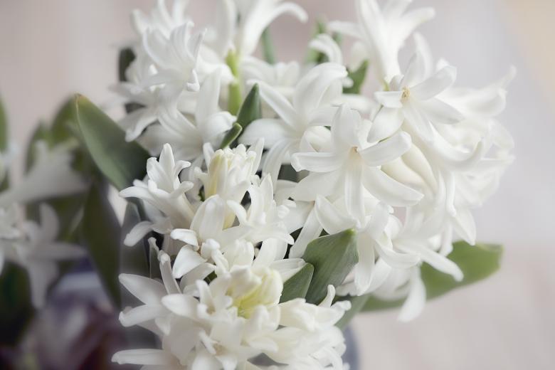 Free stock image of Hyacinth created by Pixabay