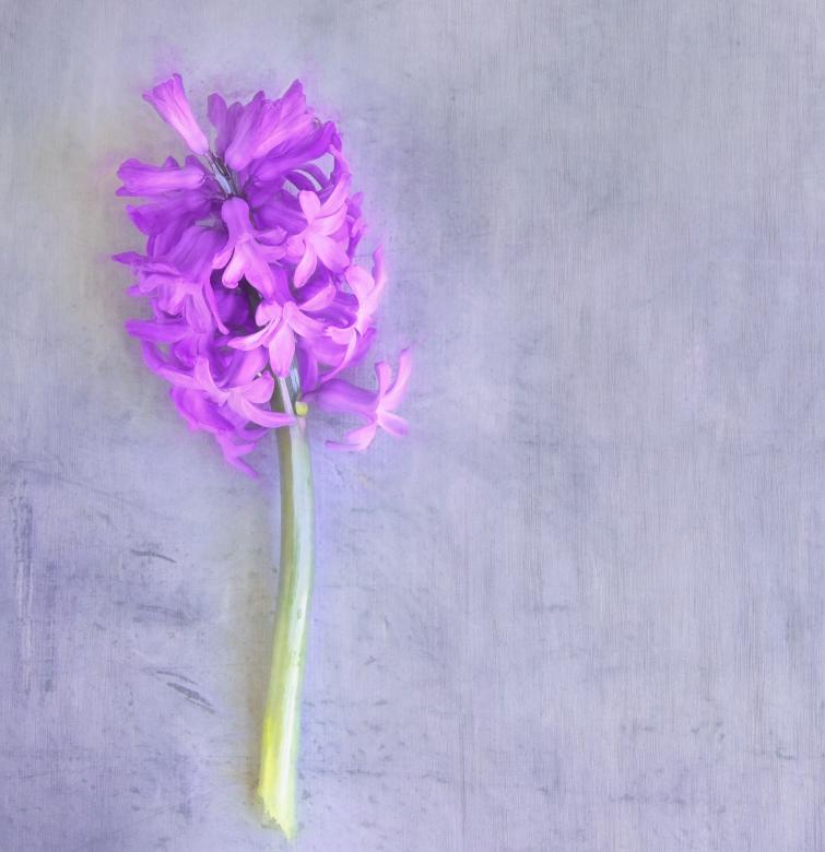 Free stock image of Purple Hyacinth created by Pixabay