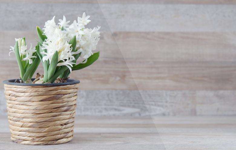Free stock image of White Flowers created by Pixabay