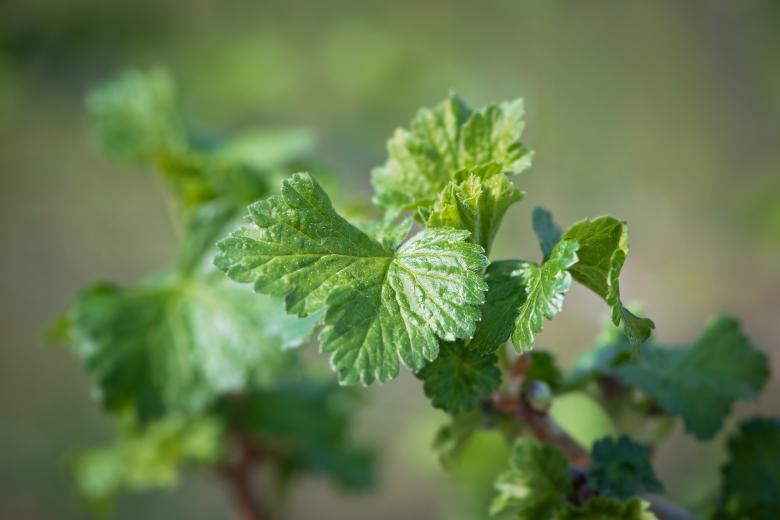 Free stock image of Leaves created by Pixabay