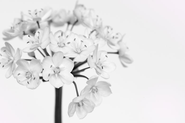 Free stock image of White Flowers created by Pixabay