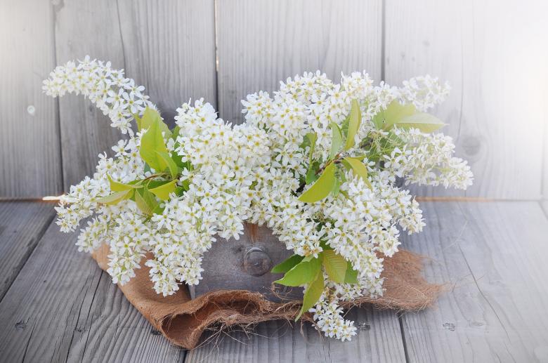 Free stock image of Lilac created by Pixabay