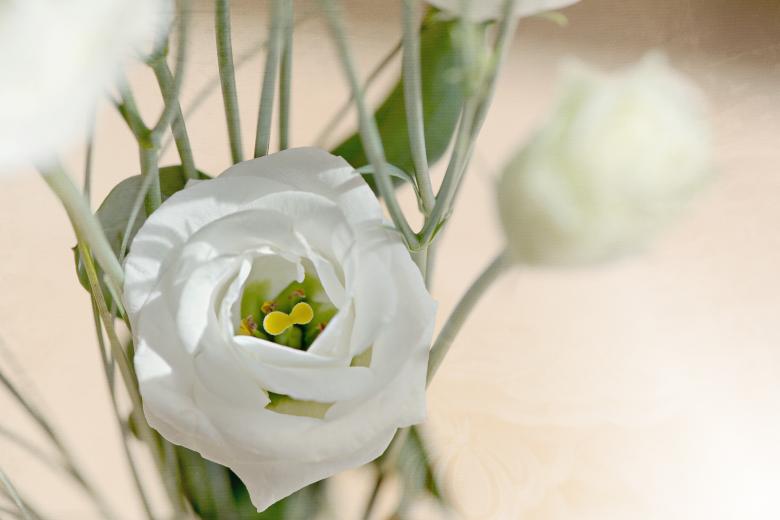 Free stock image of Lisianthus created by Pixabay