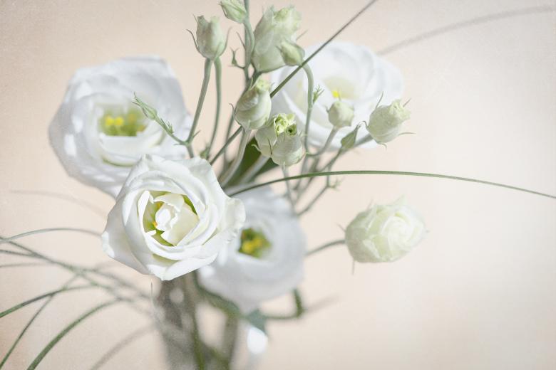 Free stock image of Lisianthus created by Pixabay
