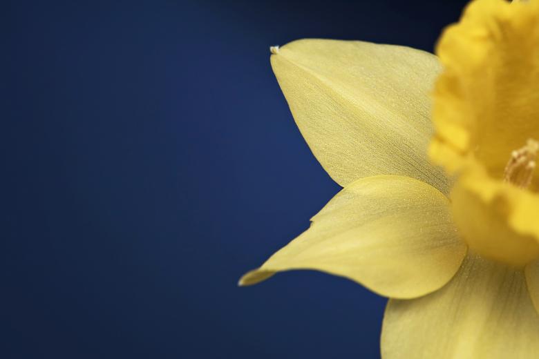 Free stock image of Narcissus created by Pixabay