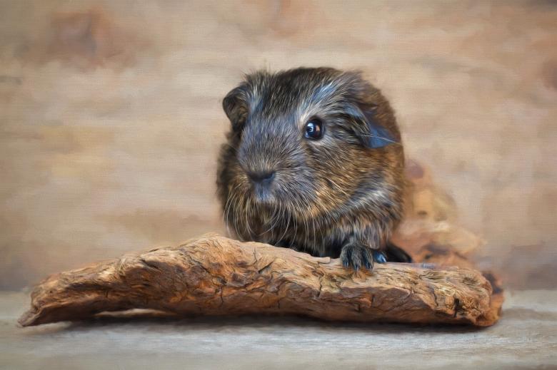 Free stock image of Guinea Pig created by Pixabay