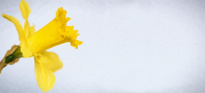 Free stock image of Yellow Flower created by Pixabay