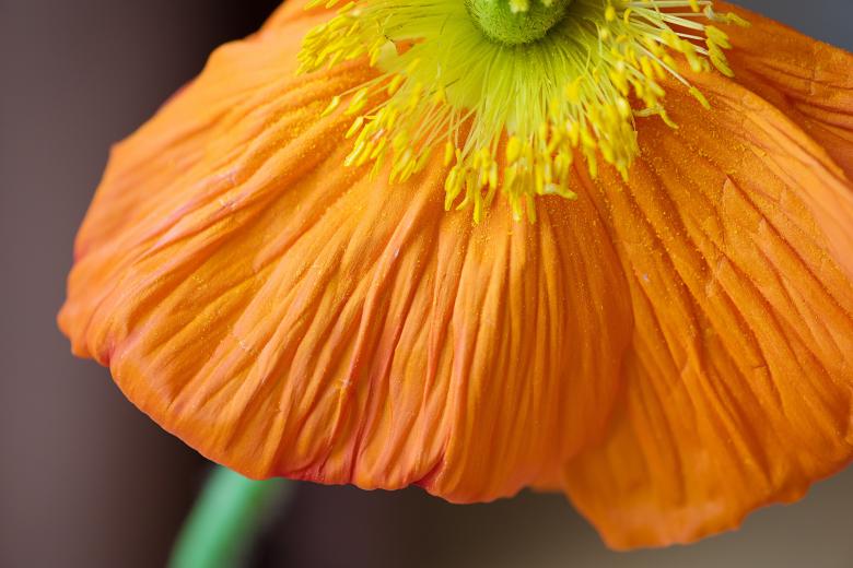 Free stock image of Orange Poppy created by Pixabay