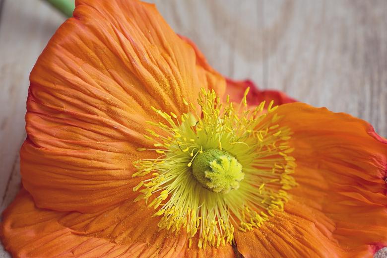 Free stock image of Poppy created by Pixabay