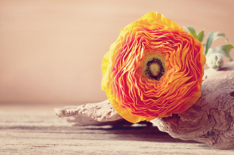 Free stock image of Nature created by Pixabay